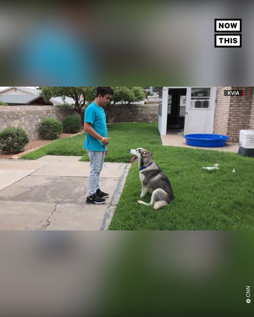 ⁣Abandoned Husky Finds New Home