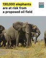 Elephants at Risk from Proposed Oil Field