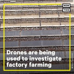 Filmmaker Investigates Factory Farming Using Drones