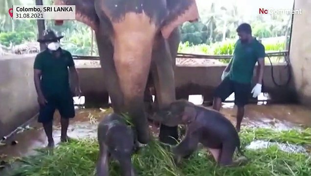 На Шри-Ланке родились слонята-близнецы