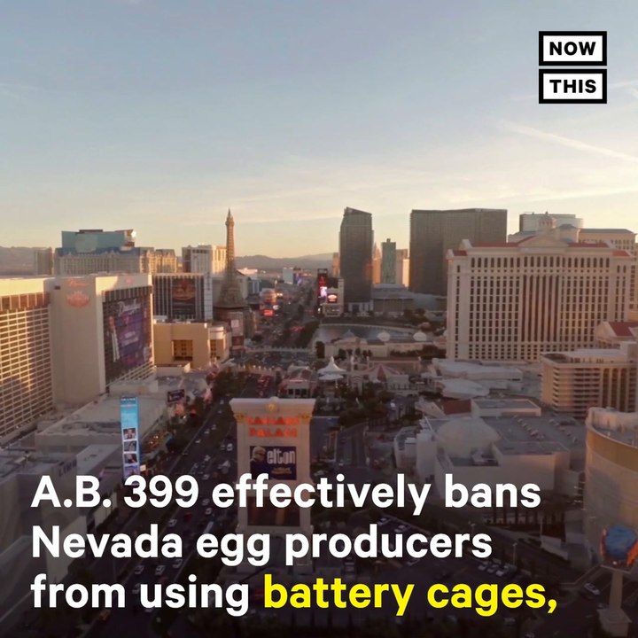 Nevada Bans Caged Eggs