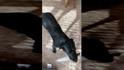 Pup Picks up Kitchen Knife