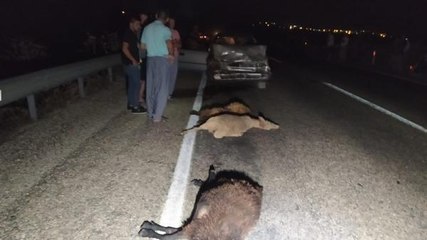 Son dakika haberleri... OTOMOBİL SÜRÜYE ÇARPTI; 10 KOYUN ÖLDÜ, 2 KİŞİ YARALANDI