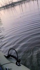 Fisherman Hand Feeds Snake from Kayak