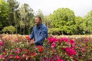 Meet the Man Behind the South's Iconic Encore Azalea