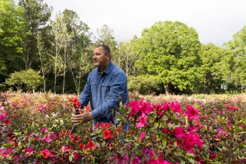 Meet the Man Behind the South's Iconic Encore Azalea
