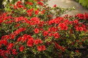 Autumn Bonfire Azalea Gives You Amazing Color and Curb Appeal All Spring, Summer, and Fall