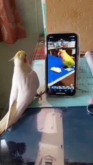 Bird Tries to Find Friend on Screen