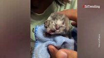 Namchok el gato con dos caras que nació en Tailandia y ha sobrevivido a pesar de su extraña condición