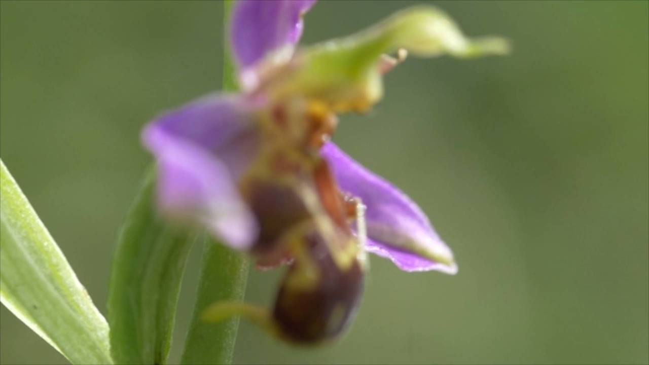 This Pretty Orchid Looks Just Like a Bumble Bee...