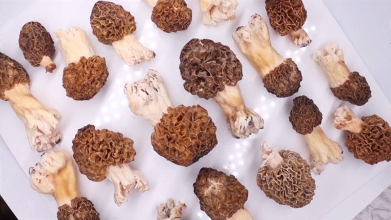 Everything You Need to Know About Morel Mushrooms