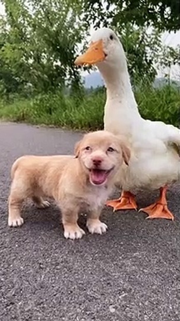 Cachorro e pato se tornam melhores amigos e até dançam lambada juntos. -  Vídeo Dailymotion
