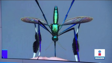 El mosquito "más hermoso del mundo" destaca en concurso de fotografía