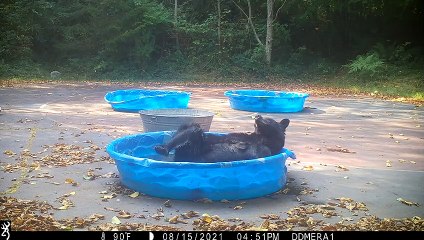 Adorable Bear Having a Good Scratch in the Pool