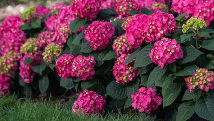 Summer Crush Hydrangea's Petite, Raspberry Red Blooms Are Perfect for Small Yards