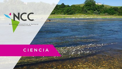 Las llanuras aluviales podrían rescatar al Danubio del cambio climático