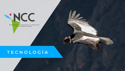 En Colombia invocan al cóndor, el ave más emblemática de los Andes