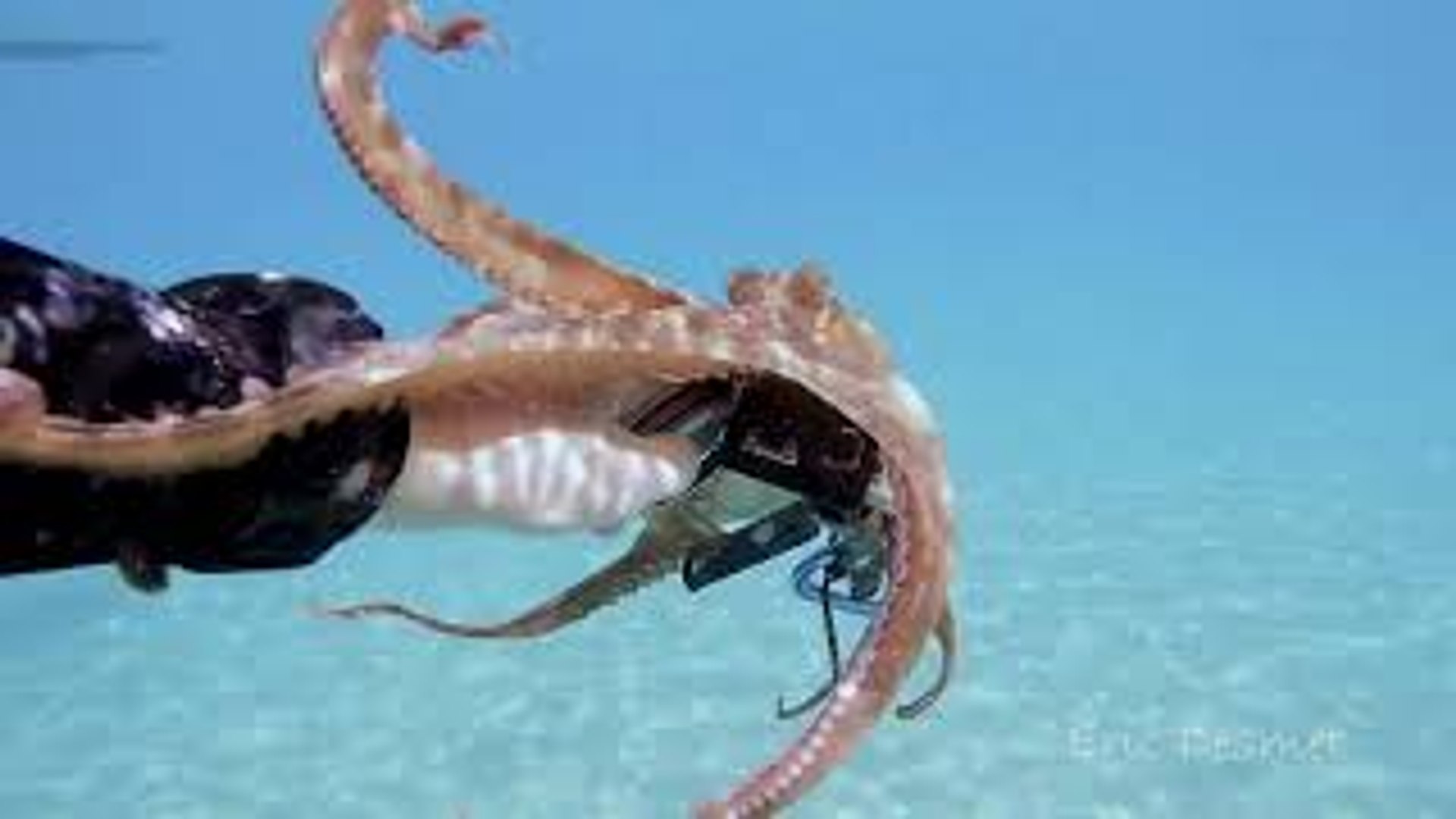 ⁣Octopus Rides on GoPro