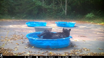 Adorable Bear Having a Good Scratch in the Pool