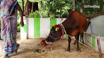 Vaca tiene a un adorable ternero enano que tan solo mide 30 centímetros de altura