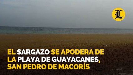El sargazo se apodera de la playa de Guayacanes, San Pedro de Macorís