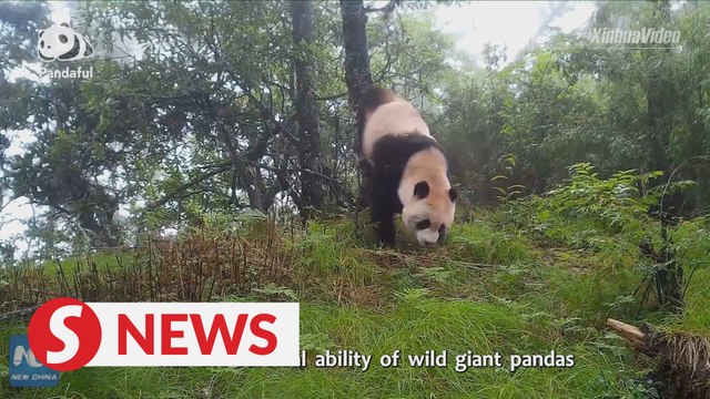 Can pandas in zoos survive in the wild?