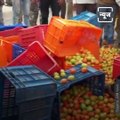Angry Farmers Throw Tonnes Of Tomatoes On Roads
