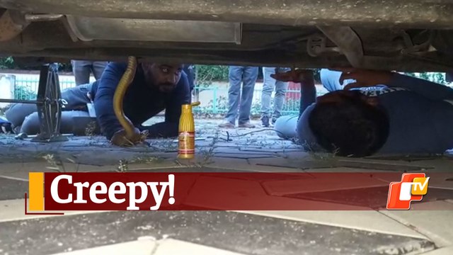 Snake Stuck Under Car Rescued In Bhubaneswar