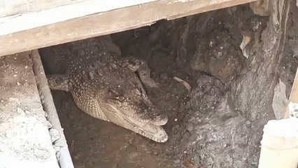 Stres, Buaya Peliharaan Warga Tuban Kabur dari Kandang