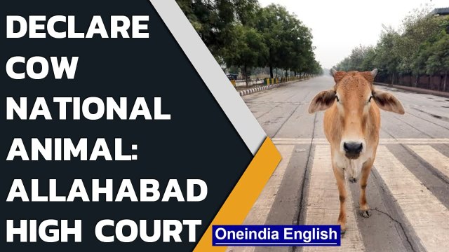 Allahabad HC says cow protection should be fundamental right of Hindus | Oneindia News