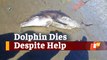 Injured Dolphin Dies Despite Assistance From Locals Near Odisha’s Chandipur Beach