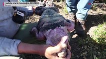 شاهد: الإغوانا الوردية في جزر غالاباغوس مهددة بالانقراض الوشيك