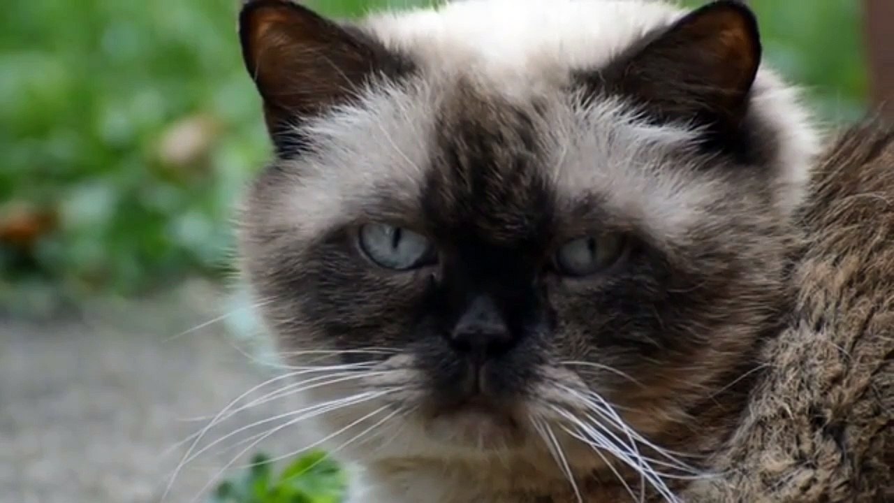 Omg ‍♂️ So cute cat  Funny video cat compilation /fails/ vines