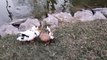 Day with Mallard Ducklings | Wild Duck Video | Kingdom of Awais