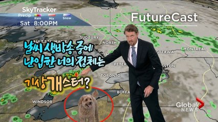 [세상만사] 날씨 생방송 스튜디오에 난입한 반려견 / YTN