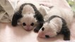 Zoo de Beauval: les bébés pandas ont 1 mois