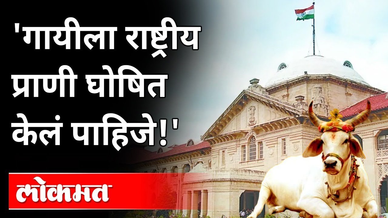 गायीला राष्ट्रीय प्राणी घोषित करण्याची मागणी का? Allahabad HC Wants Cows To Be National Animal