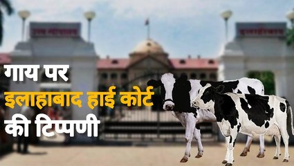 "गाय हमारी संस्कृति, राष्ट्रीय पशु घोषित कर देना चाहिए" : इलाहाबाद हाई कोर्ट