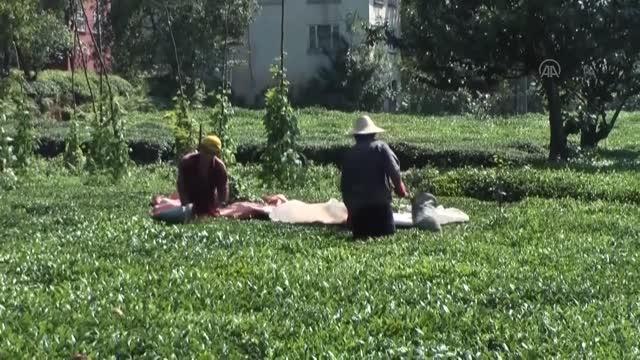 İlk iki sürgünde en yüksek yaş çay alımını gerçekleştiren ÇAYKUR rekor hedefliyor