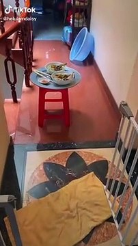 Ngỡ ngàng loạt mâm cơm của gia đình 5 F0: Sang chảnh hơn đi ăn hàng