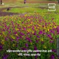 Travel Diary: Feel Wonderful Miracle Of Nature At Maharashtra’s Kaas Plateau