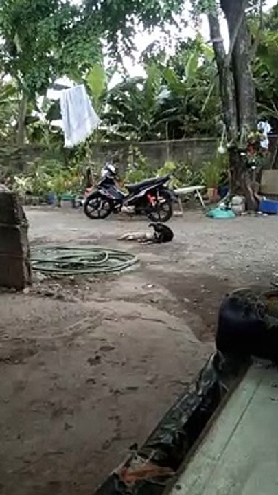 dog  cat 