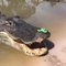 Alligators Prehistoric monsters, apex predators, and surprisingly good fidget spinner tables