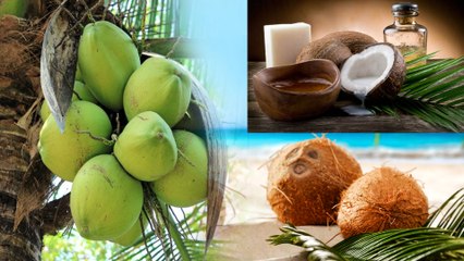 World Coconut Day కొబ్బరి ని చులకనగా చూస్తే మీ పని గోవిందా | Konaseema Kobbari || Oneindai Telugu