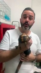 La gendarmerie retrouve un singe à tête de lion volé à Paris