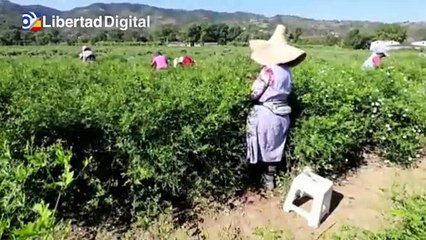 Chanel compra 10 hectáreas de jazmín para preservar su emblemático perfume Nº5