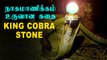 King Cobra Pearl | நாகமாணிக்கம் உருவான ஆன்மிக கதை | Cobra Stone Nagamani