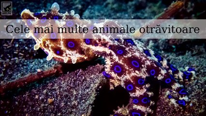 Cele mai otrăvitoare animale