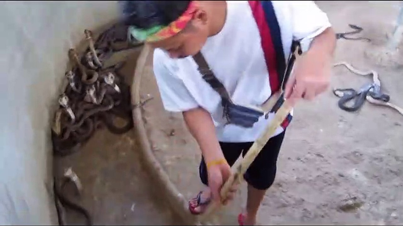 Il déplace des dizaines de serpents Cobra sans se faire piquer