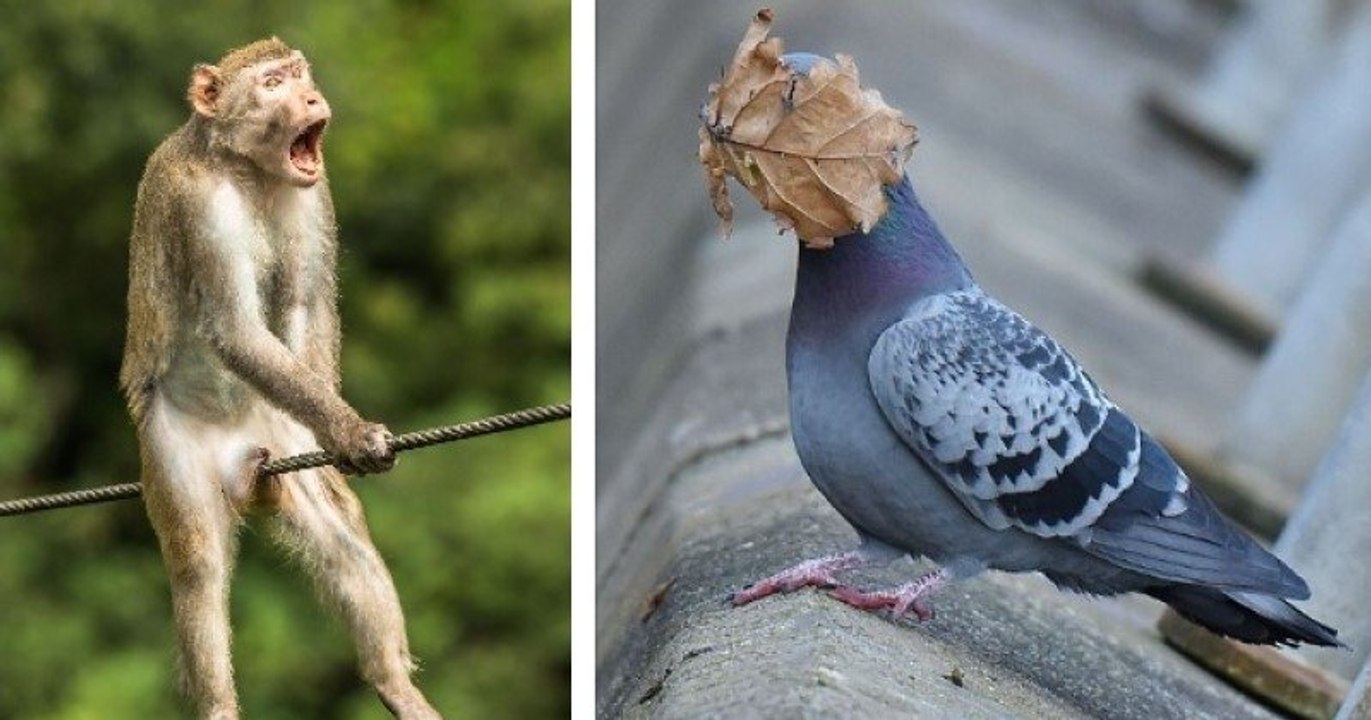 24 photos animalières hilarantes finalistes du concours Comedy Wildlife Photography 2021